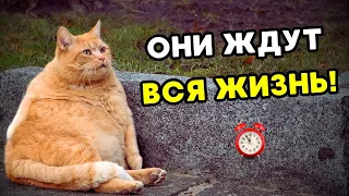 Ваш кот ждет ВСЮ СВОЮ ЖИЗНЬ, чтобы вы СДЕЛАЛИ ЭТО!