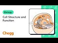 Cell Structure and Function Biology