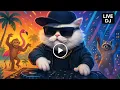 Video Kucing Kucu Jadi DJ! Semua Binatang Ikut Joget 🥳