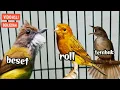 Download Lagu MASTERAN ROLL _TEMBAK _ BESET || MASTERAN MURAI BATU JUARA || cucak jenggot, kenari, kapas tembak