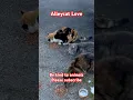 Download Lagu Alleycat Love #love #cat #shorts #funny #cats #cute #shortvideo #reels #trending #short #animals