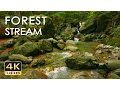 Download Lagu 4K Forest Stream - Relaxing River Sounds - No Birds - Ultra HD Nature Video -  Relax/ Sleep/ Study