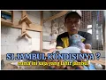 Download Lagu Seperti ini tampilan merpati pos jambul satu satunya di kandang