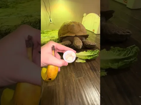 Ike taking his meds 🐢