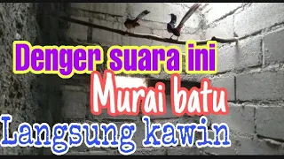 pancingan murai batu kawin murai batu kawin