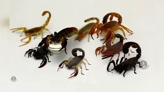 تمدورت تضرن للمرحوم سليمان سعود عثمان رحمه الل ه Tamdourt Tadran 