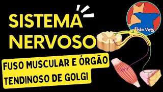 Arco reflexo, fuso muscular e órgão tendinoso de Golgi (OTG) - Fisiologia veterinária