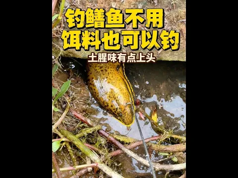 It’s actually possible to catch eels without bait. This eel even bites an empty hook. Outdoor eel f