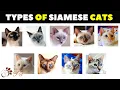 Siamese Cat Varieties How Many Types of Siamese Cats Are There