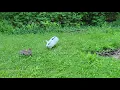 Pet rabbit meets wild rabbit for the first time