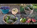 Download Lagu شاهدو خيرات الله في واد غيس العنب فاكهة التين أشتوي والرومان نواحي الحسيمة #واد_غيس#nature  