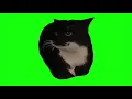 Spinning Cat Dingus the Cat Green Screen