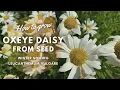 How to Grow Oxeye Daisy from Seed | Winter Sowing Tips | Perennial Garden