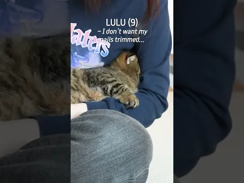 LULU the Cat Escapes Reality