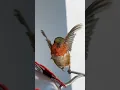 Download Lagu Kiat hidup: Teruslah maju. #colibri #burung #burungkolibri