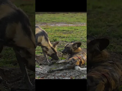 Crocodile Not Escape Wild Dog Attack By info fact News