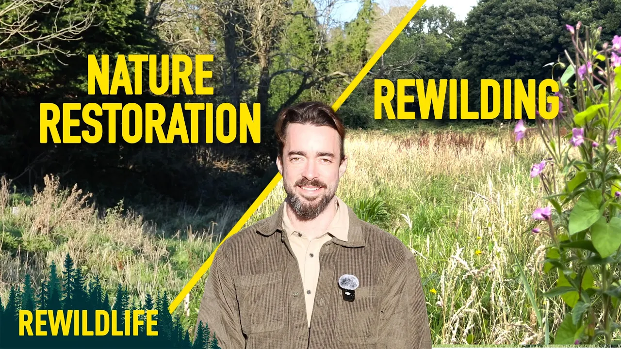 What is Rewilding?