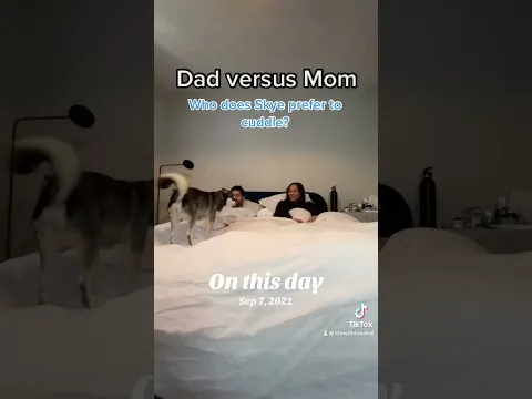 Dad Vs Mom: Who Will My Mini Husky Pick?