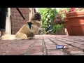 Pets on the Plaza - Benjamin