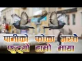 Download Lagu Pani ko poka jastai futyo hamro maya