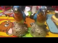 Gemmy Animated Singing Bluebirds