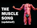 THE MUSCLES SONG Learn in 3 Minutes - UPDATED