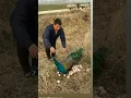 Download Lagu peacock egg funny video