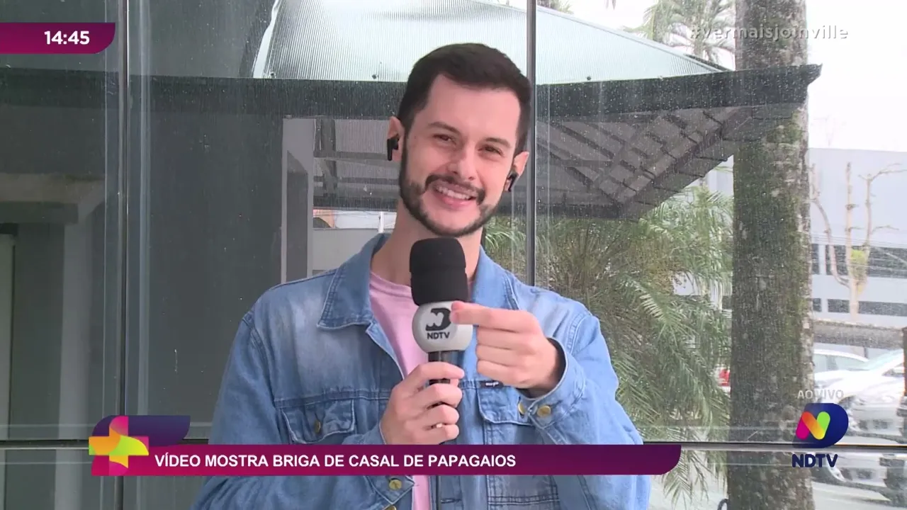 Vídeo mostra briga de casal de papagaios