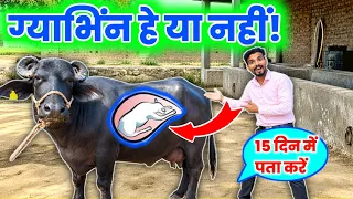 2 मिनट में पता करें | ग्याभिंन है या नहीं | gabhin bhains ki pahchan kaise karen | Dairy Farming#cow