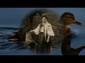 Піккардійська терція - Пливе кача
