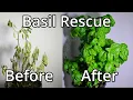Download Lagu How To Save A Basil Plant (With Time Lapse)