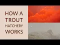 How Georgia DNR Makes Brown Trout