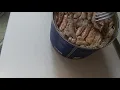 Tasting the Chicken of the Sea crab meat right from the can