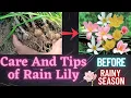 Rain Lily Care and Tips Rain Lily Repotting before Rainy Season