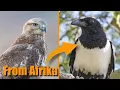 Download Lagu Rarest Birds in the Netherlands | July 2025