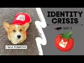 Talking Dog Thinks He is a TOMATO