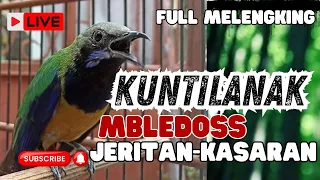 masteran ngeret menjerit kasar cucak cungkok tembakan kasar mewah tembakan kuntilanak