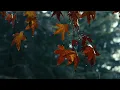 10 Hour  🍂🍁 Cozy Autumn Rain Ambience | Fall Leaves 🍂🍁 | Sounds for Relaxation | Meditation | Sleep