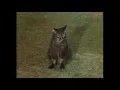 Confuse-a-Cat - Monty Python s Flying Circus