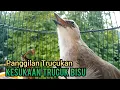 Download Lagu Suara panggilan trucukan gacor ngetir panjang ampuh untuk Pancingan Trucukan agar bunyi GACOR Ropel