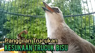 suara panggilan trucukan gacor ngetir panjang ampuh untuk pancingan trucukan agar bunyi gacor ropel