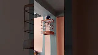 ciblek cristal gacor materi bren keter kuat 10menit tanpa edit