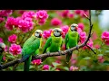 Relaxing Music with Bird Sounds | NO ADS | Gentle Piano & Nature Sounds for Anxiety Relief
