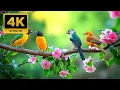 Download Lagu Relaxing Music with Bird Sounds | NO ADS | Gentle Piano \u0026 Nature Sounds for Anxiety Relief