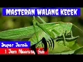 Download Lagu Masteran Walang Kecek Super Jernih mp3 Durasi Panjang 1 Jam Full MP3