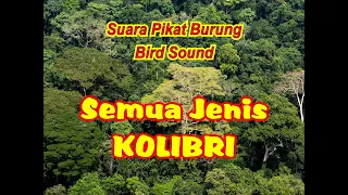 suara pikat kolibri suara kolibri pikat kolibri pikat ampuh kolibri pikat ribut