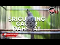 Download Lagu 🔴FULL ISIAN DAHSYAT Srigunting Abu Abu Gacor Panjang❗️