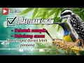 Download Lagu MASTERAN SOGON MATERI PELATUK SAMPIT SAMBUNG BELALANG EMAS DURASI PANJANG X LEBAR#sogongacor #sogon