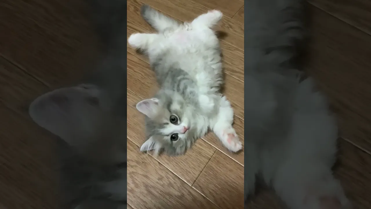 動画