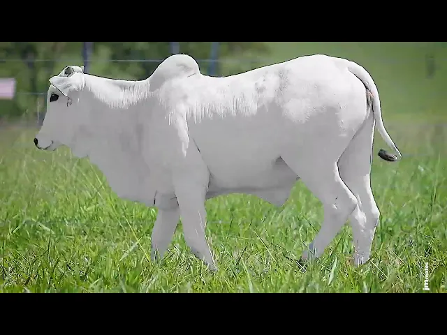 Novilha Nelore OCT - 374